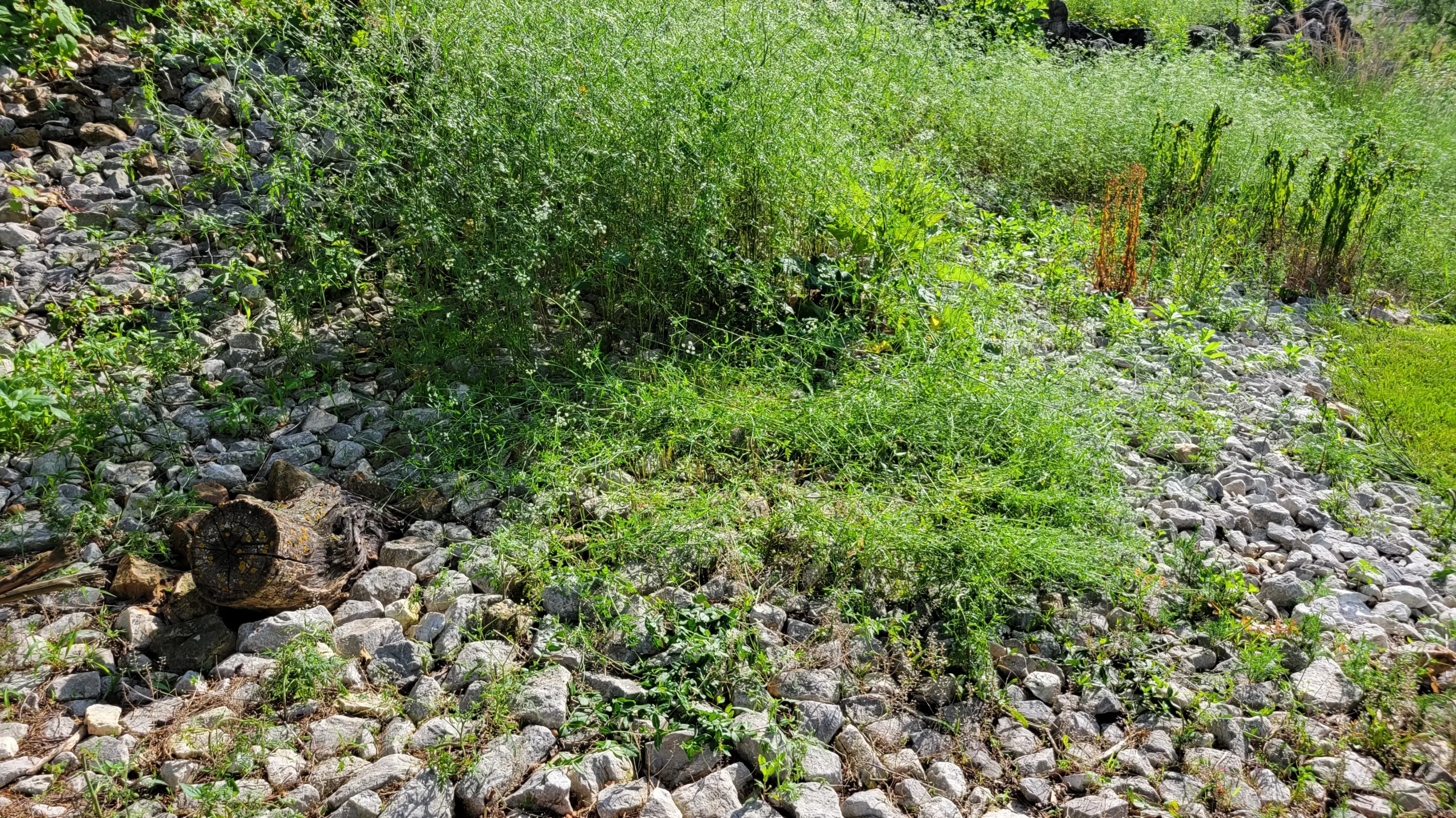 The Real Problem Wasn’t the Weeds — It Was the Industry Itself